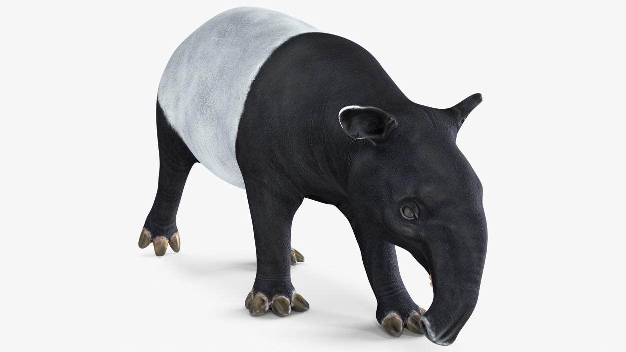 3D Tapir Walking Pose model