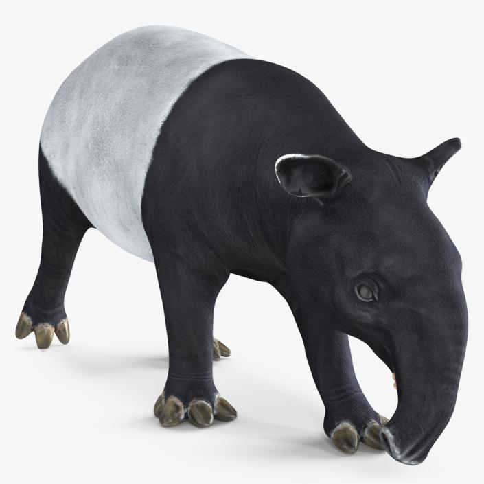 3D Tapir Walking Pose model