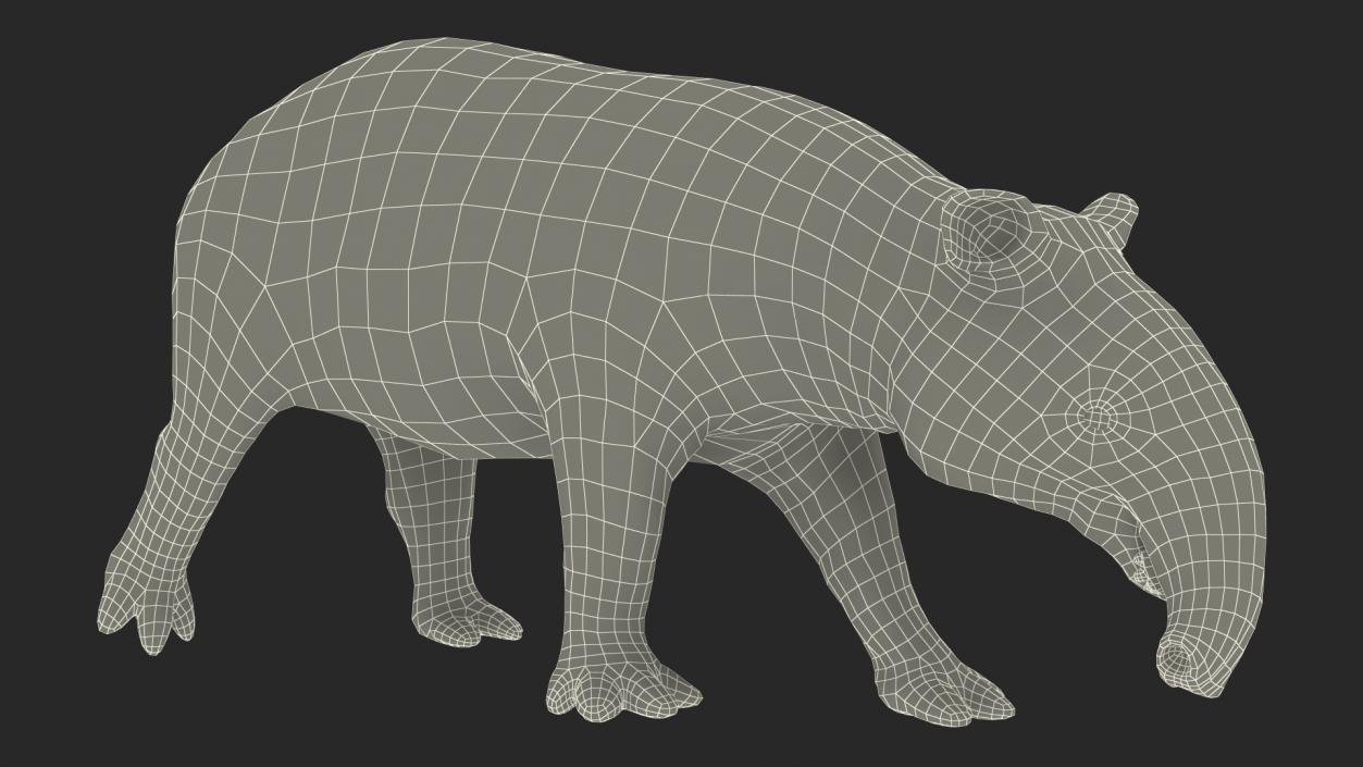 3D Tapir Walking Pose model