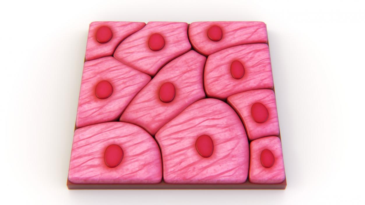 Squamous Epithelium 3D model