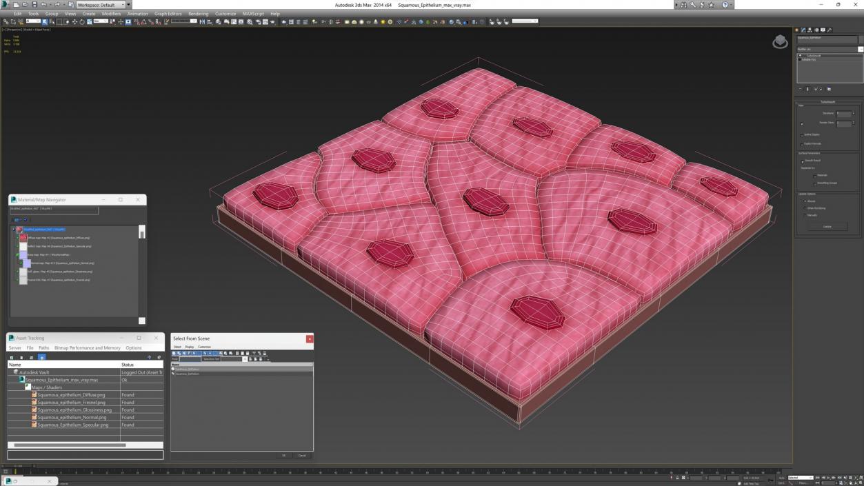 Squamous Epithelium 3D model