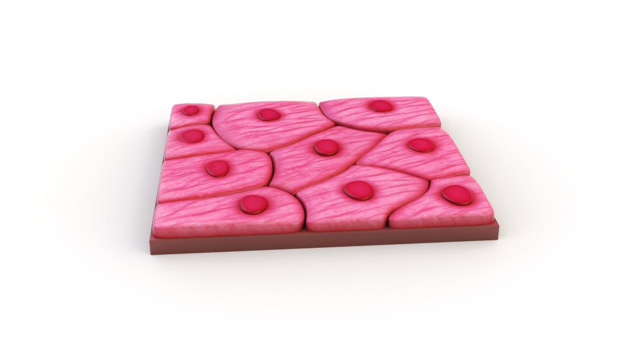 Squamous Epithelium 3D model