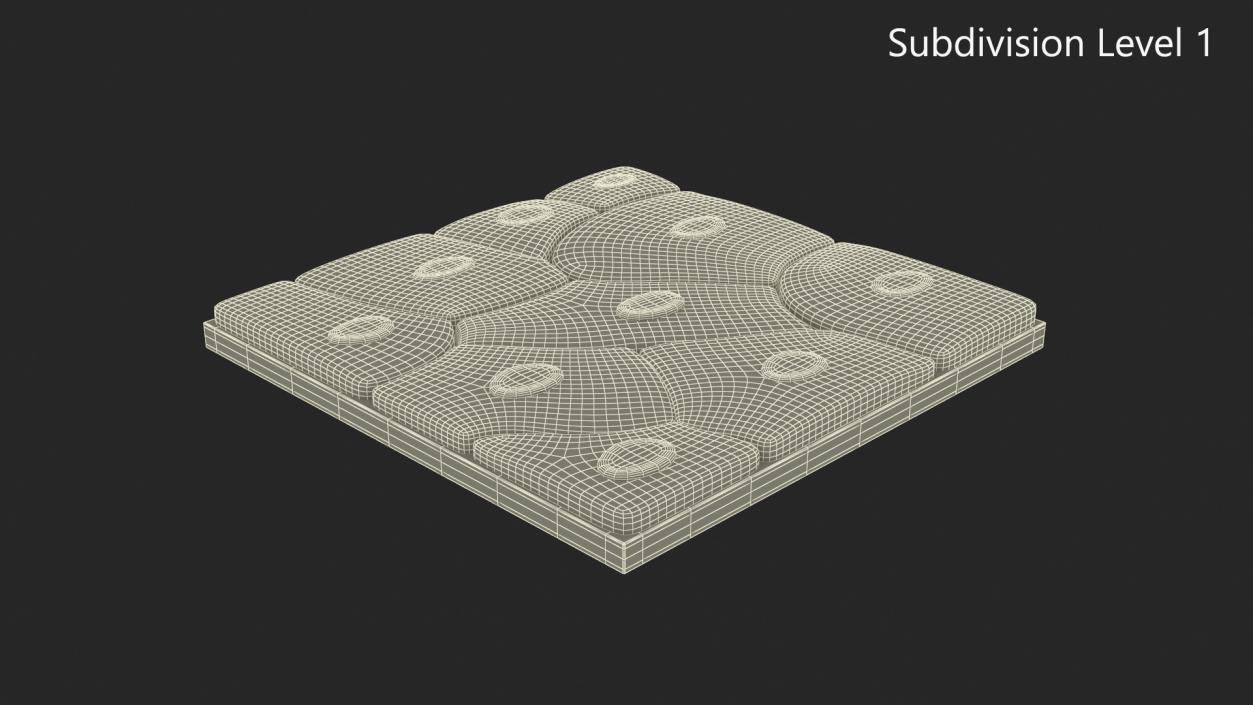 Squamous Epithelium 3D model