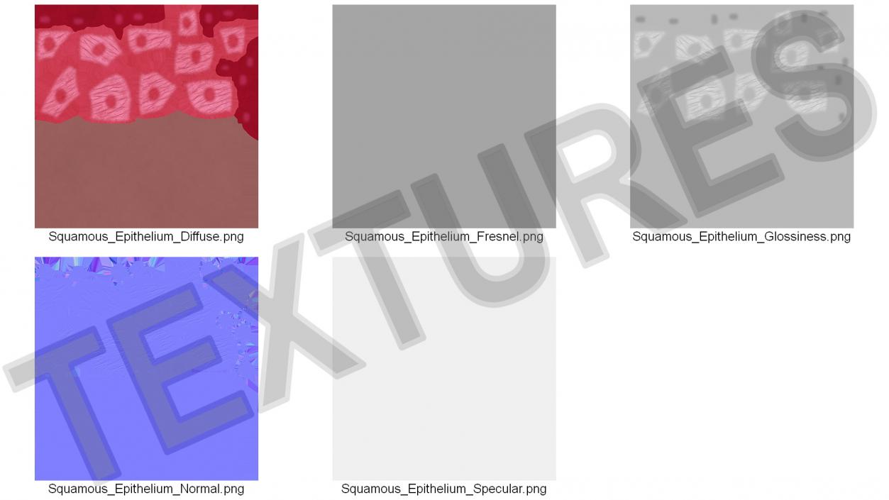 Squamous Epithelium 3D model