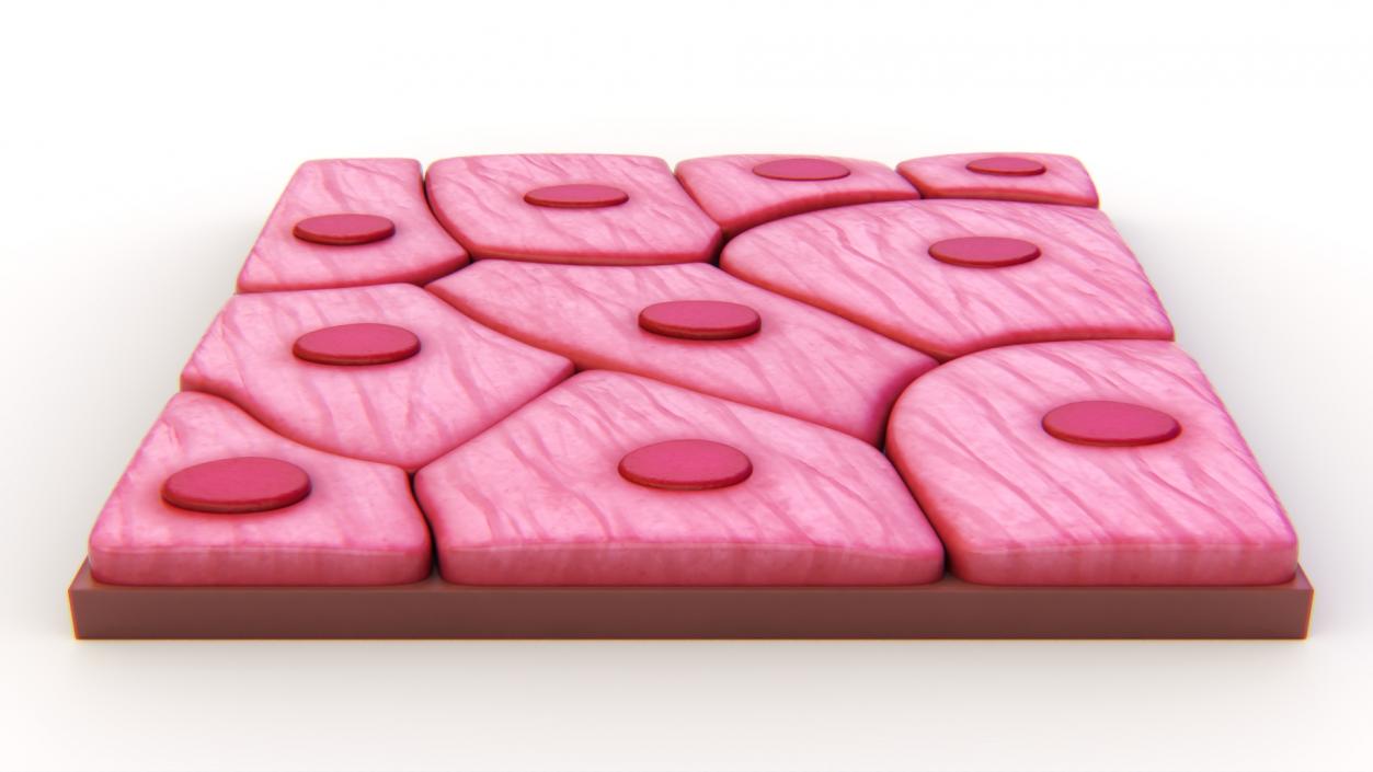 Squamous Epithelium 3D model