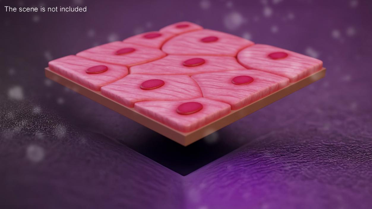 Squamous Epithelium 3D model