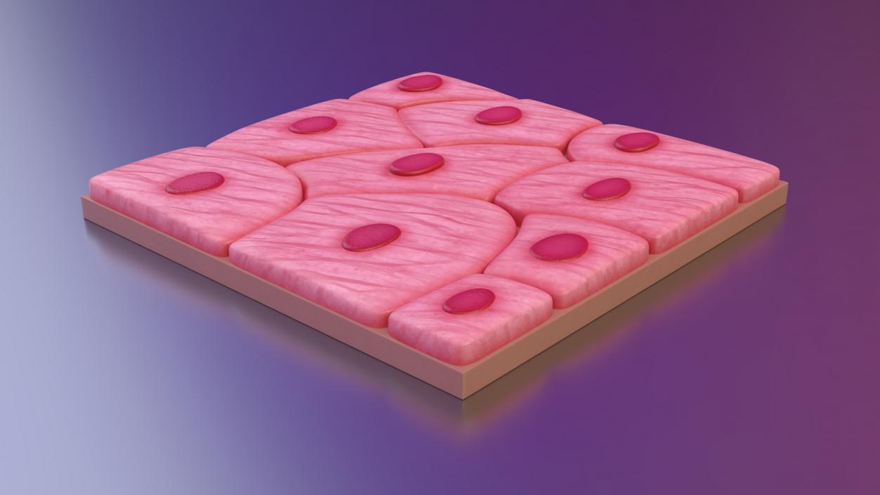 Squamous Epithelium 3D model