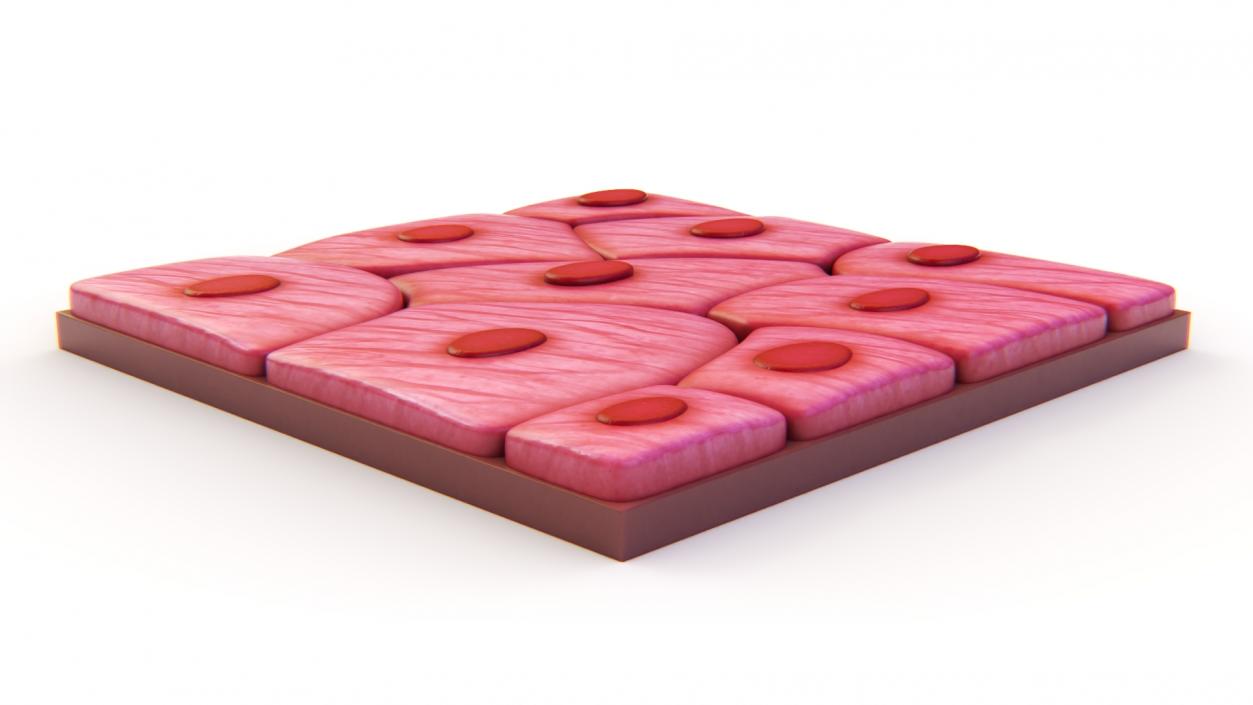 Squamous Epithelium 3D model