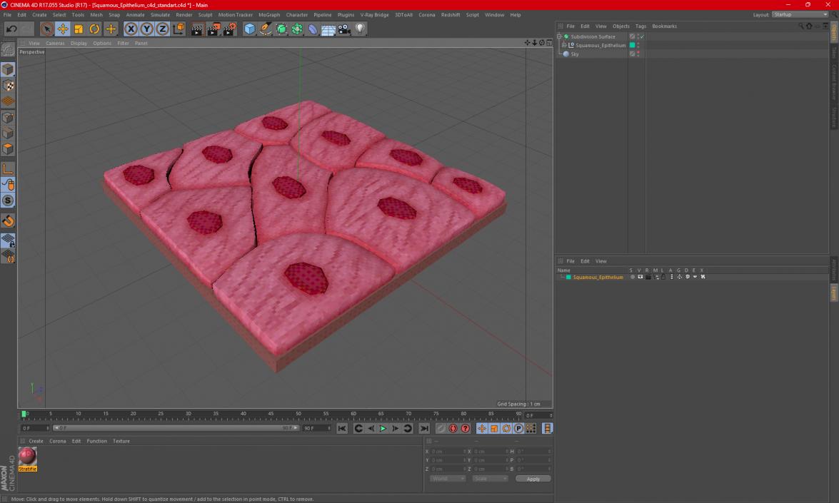 Squamous Epithelium 3D model