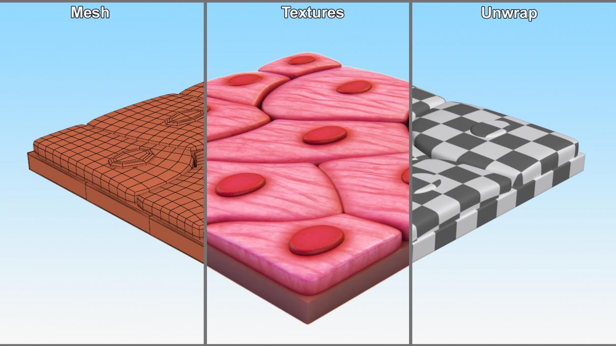 Squamous Epithelium 3D model