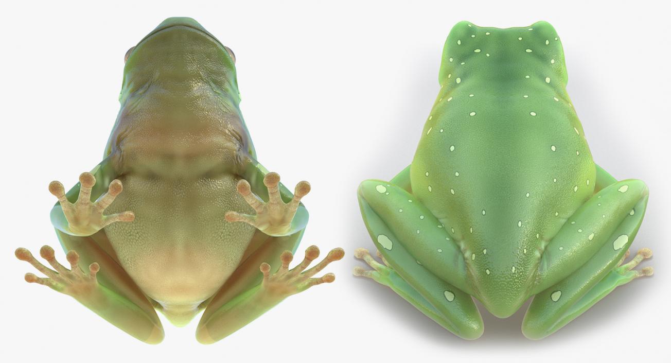 3D model Rigged Frogs Collection 2