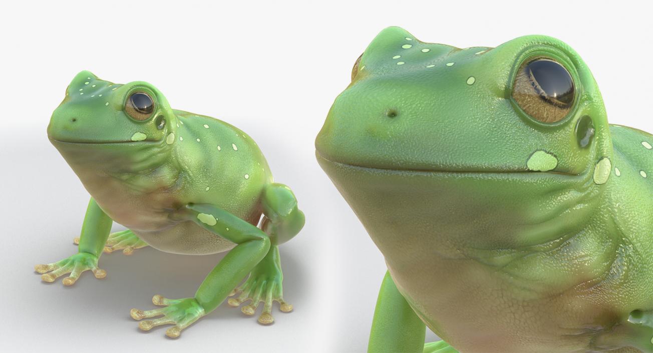 3D model Rigged Frogs Collection 2