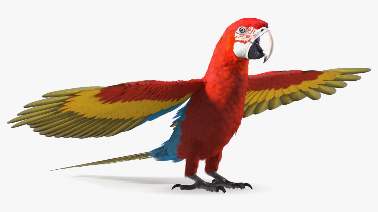 Red and Green Macaw Parrot Neutral Pose 3D model