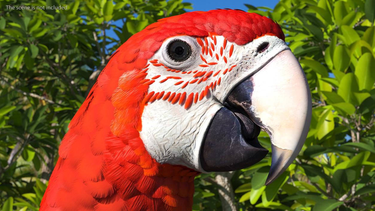 Red and Green Macaw Parrot Neutral Pose 3D model