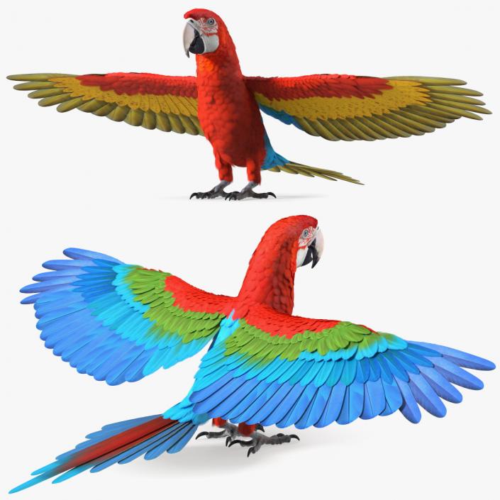 Red and Green Macaw Parrot Neutral Pose 3D model