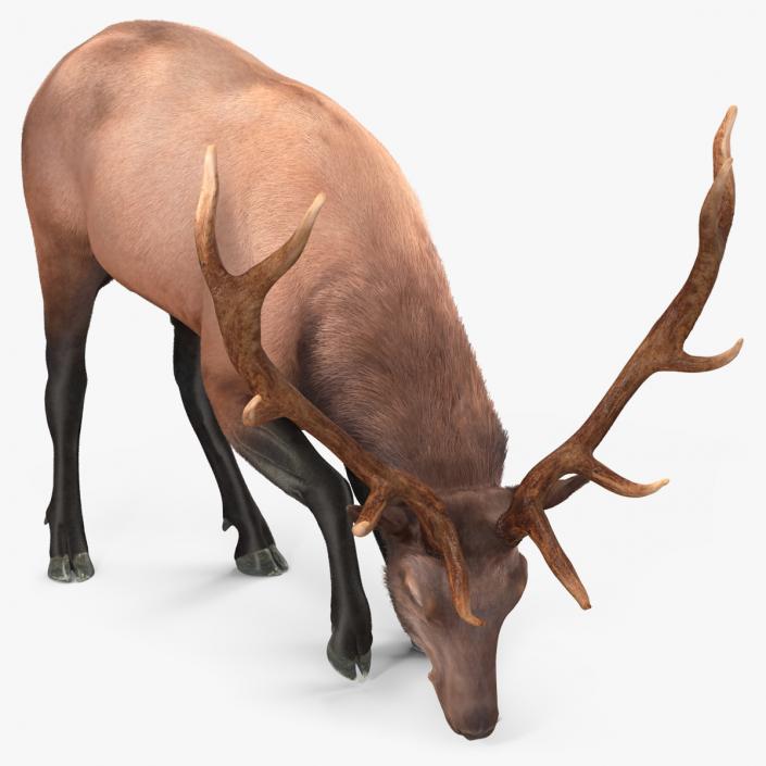 3D model Realistic Elk with Antlers Fur