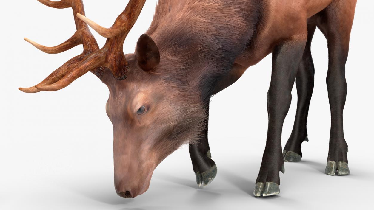 3D model Realistic Elk with Antlers Fur