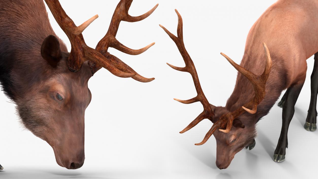 3D model Realistic Elk with Antlers Fur