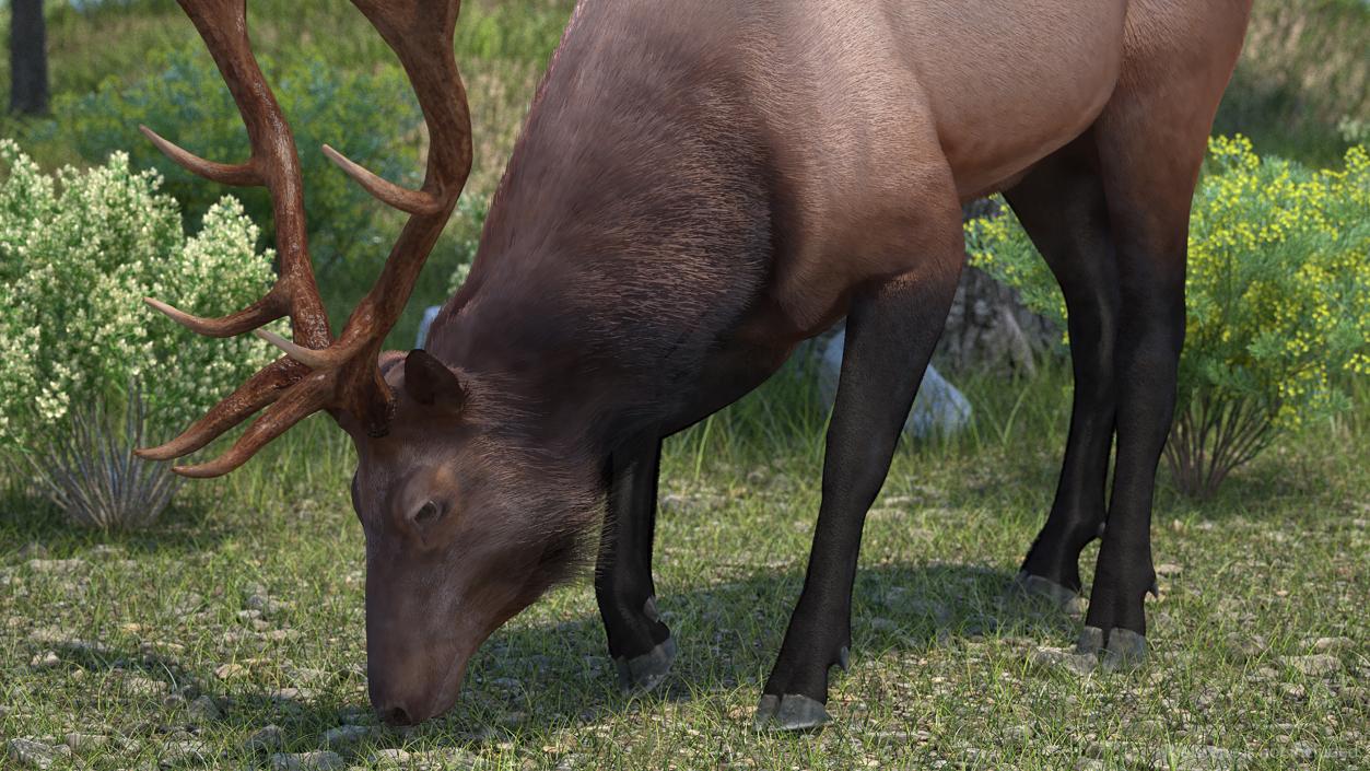 3D model Realistic Elk with Antlers Fur