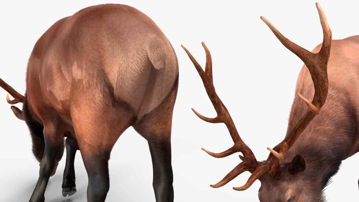 3D model Realistic Elk with Antlers Fur