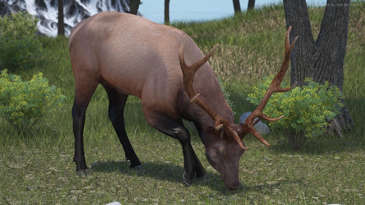 3D model Realistic Elk with Antlers Fur