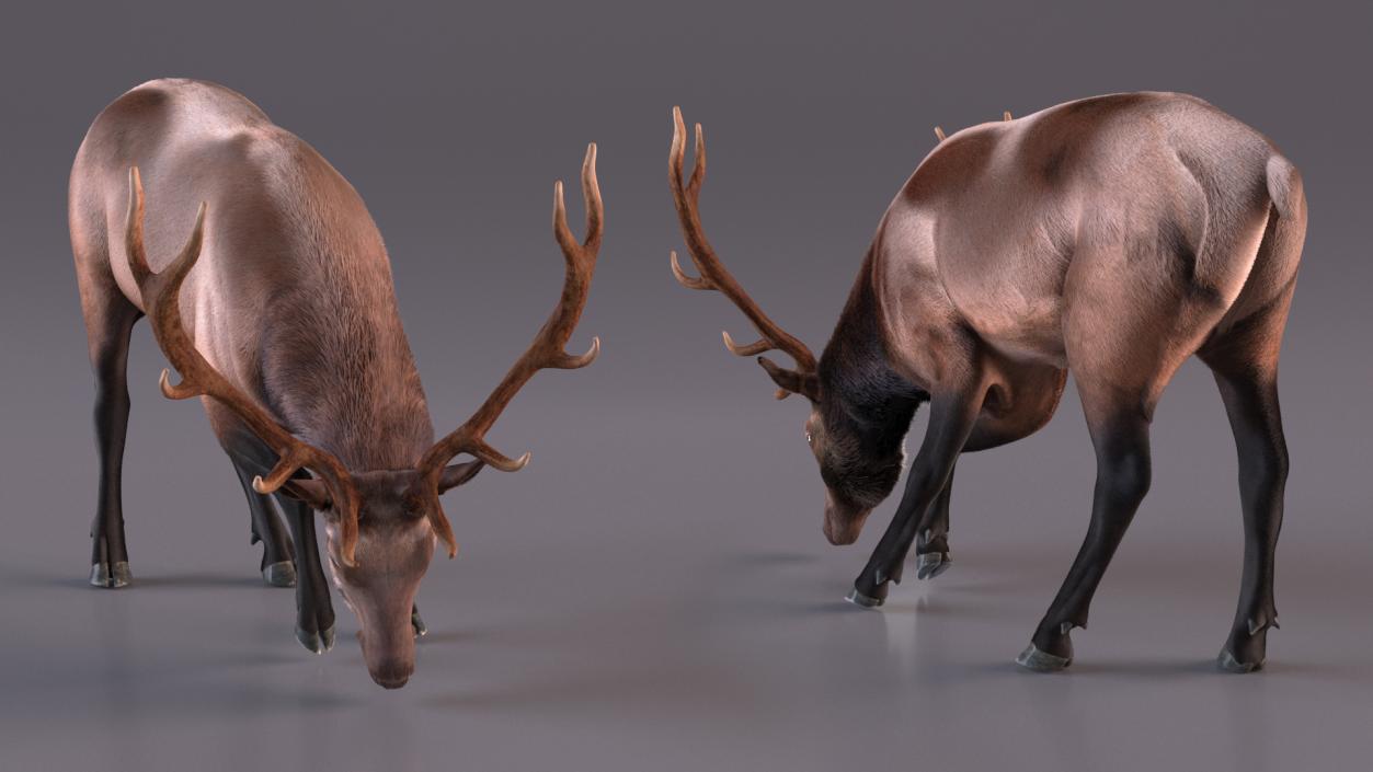 3D model Realistic Elk with Antlers Fur