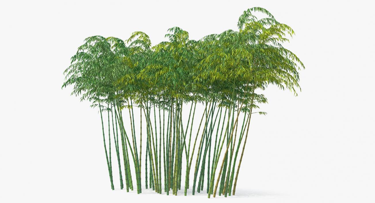 Bamboo Grove 3D