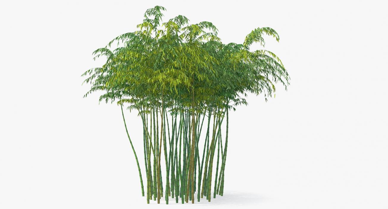 Bamboo Grove 3D