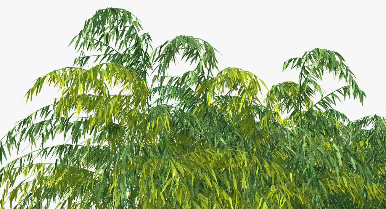 Bamboo Grove 3D