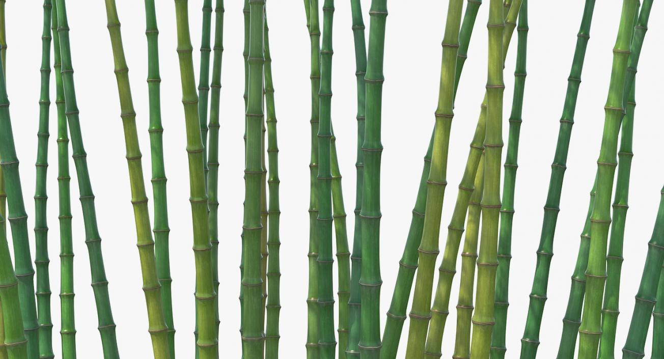 Bamboo Grove 3D