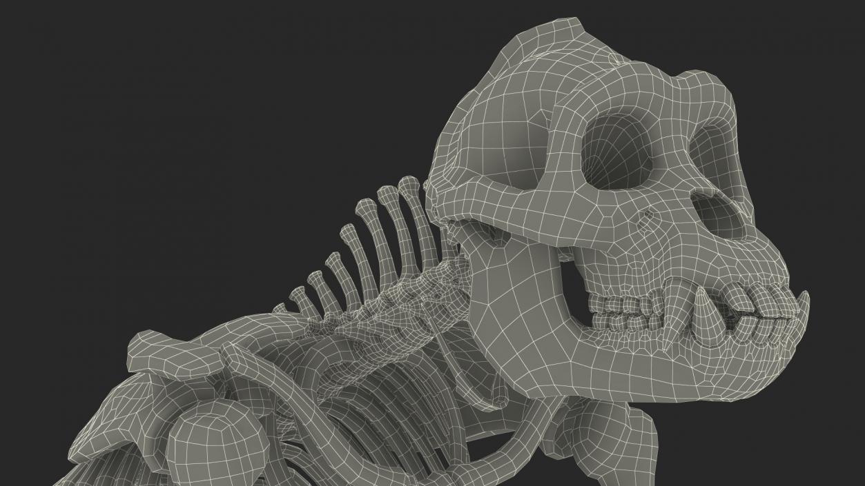 3D Gorilla Skeleton Rigged model