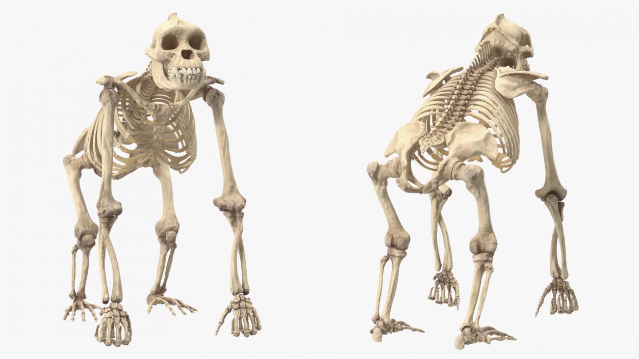 3D Gorilla Skeleton Rigged model