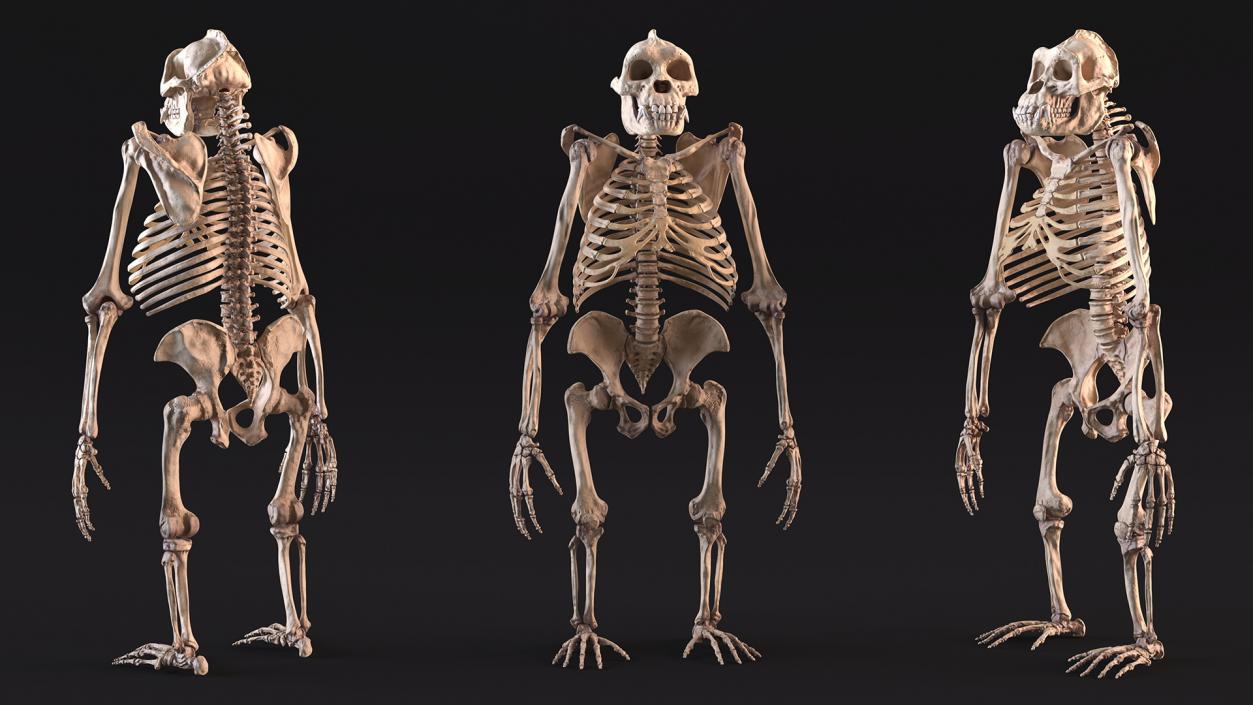 3D Gorilla Skeleton Rigged model