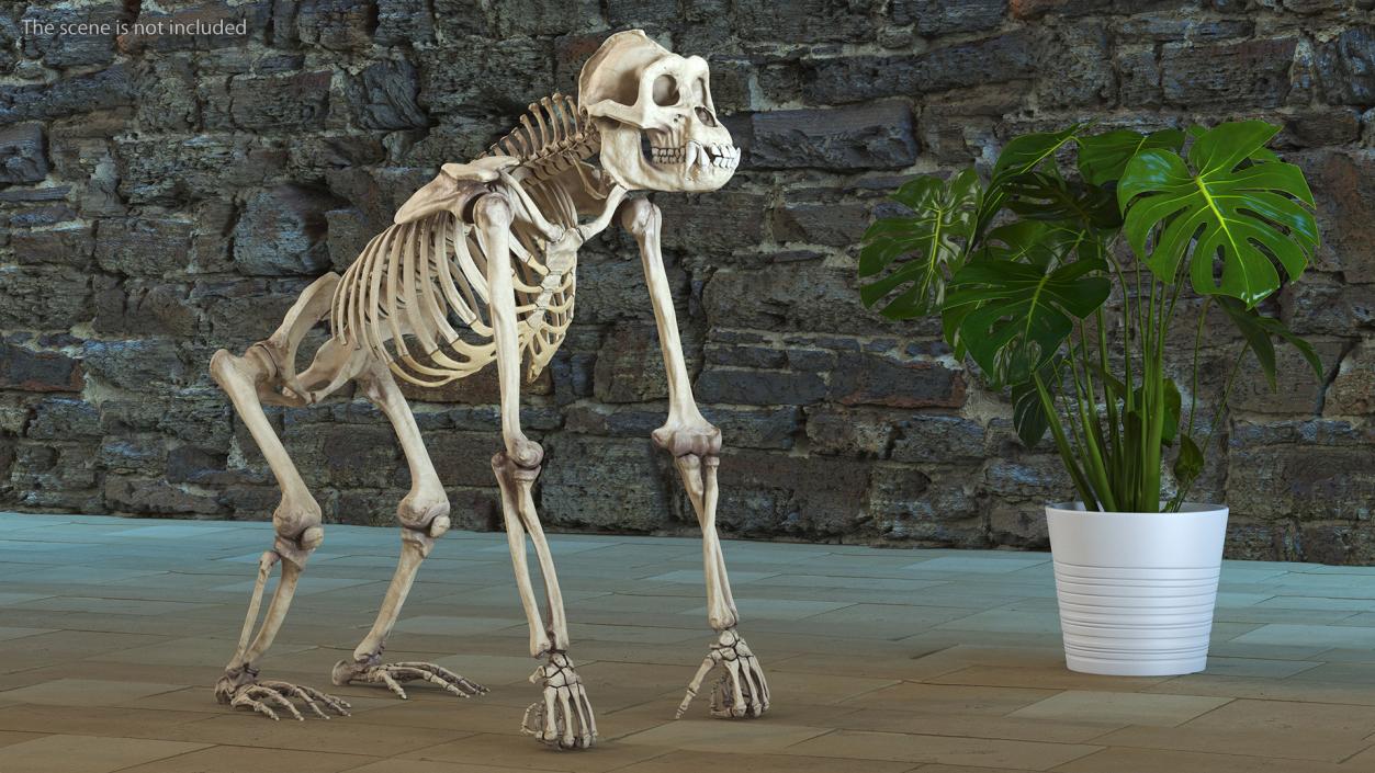 3D Gorilla Skeleton Rigged model