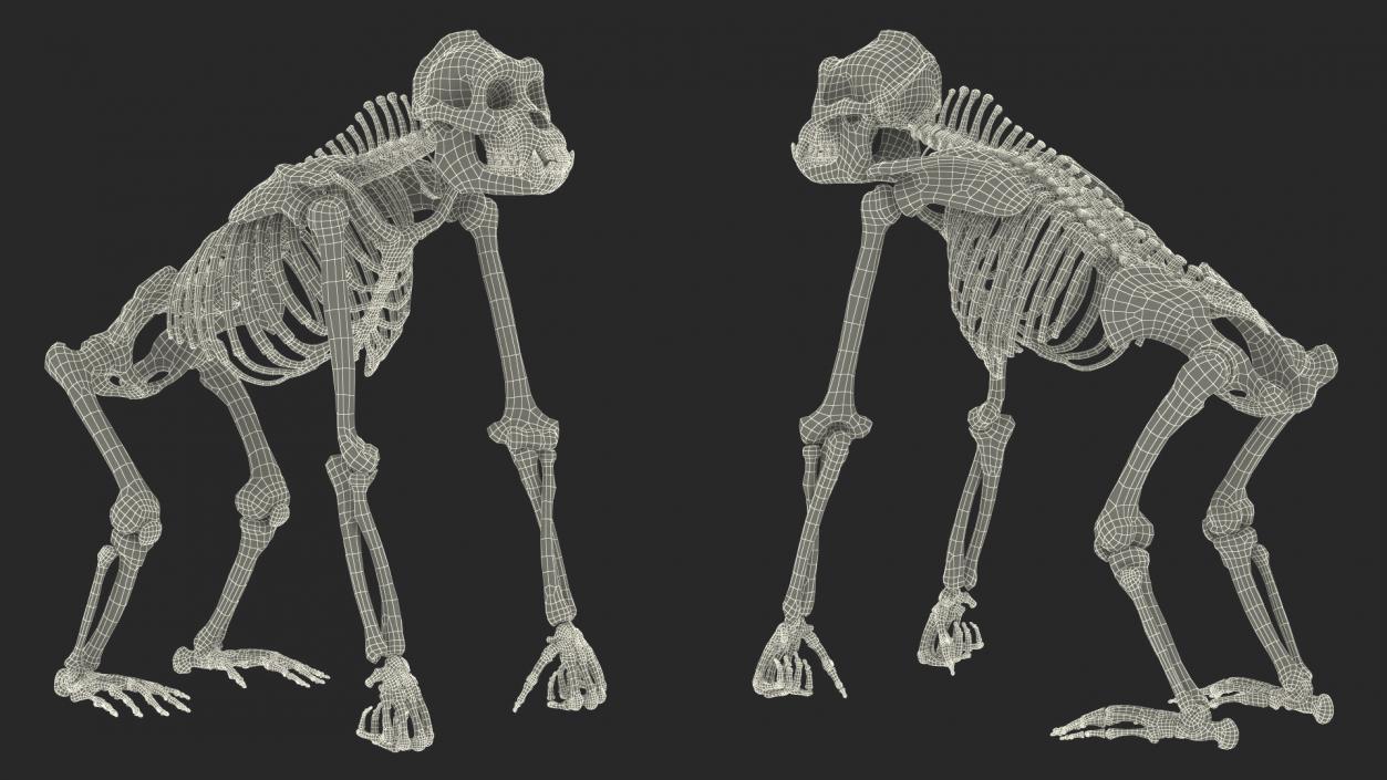 3D Gorilla Skeleton Rigged model