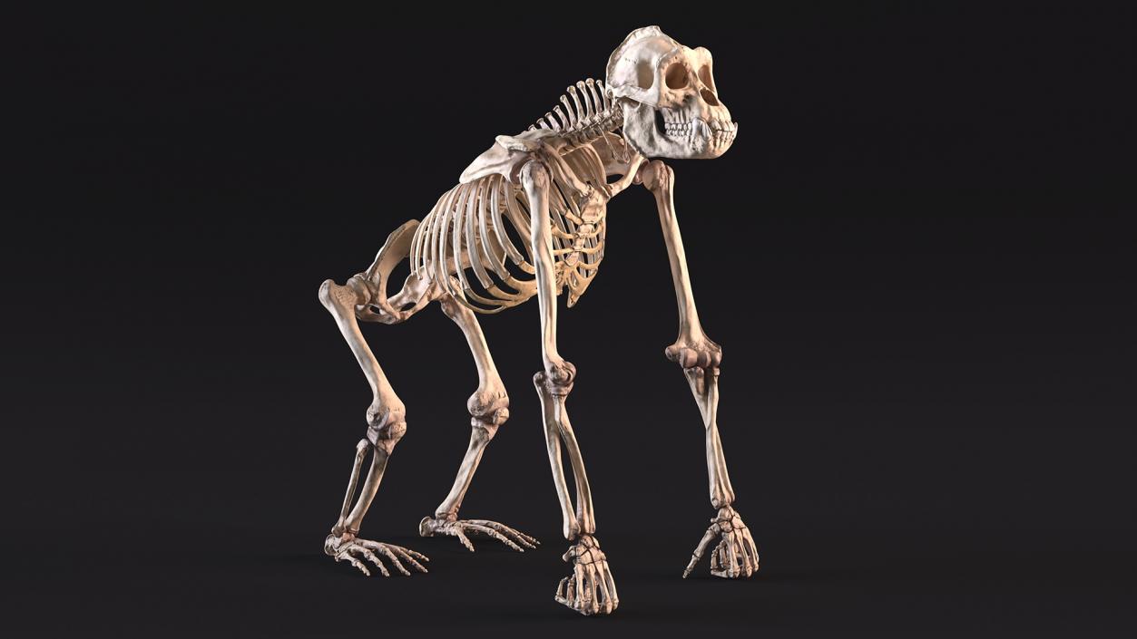 3D Gorilla Skeleton Rigged model