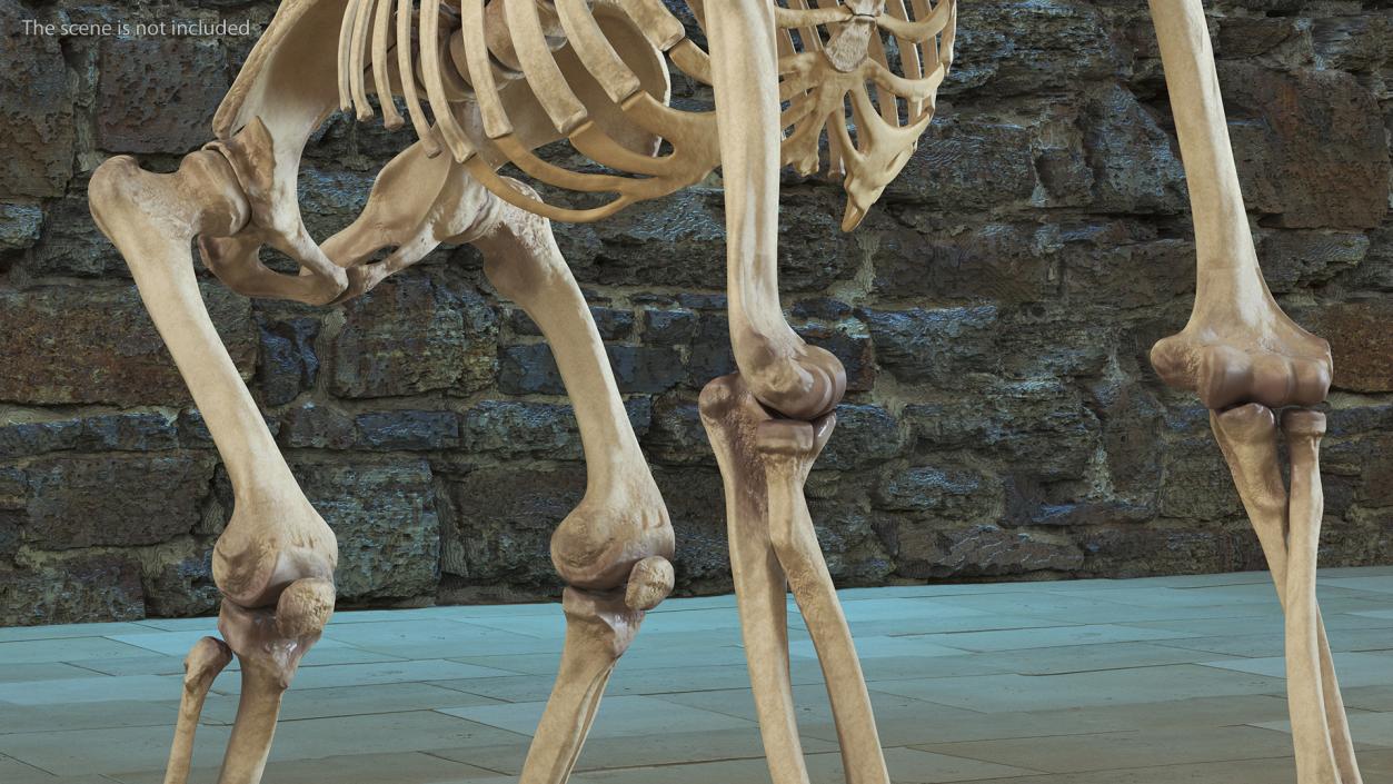 3D Gorilla Skeleton Rigged model