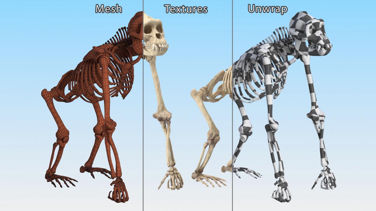 3D Gorilla Skeleton Rigged model