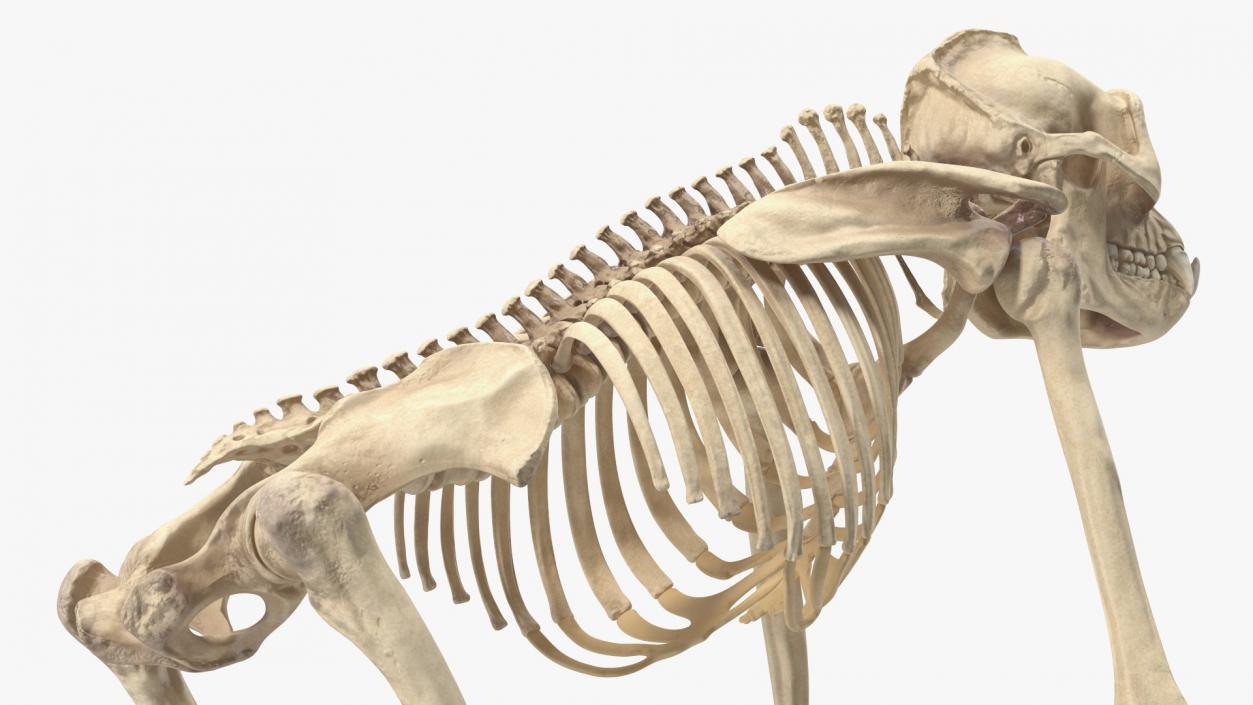 3D Gorilla Skeleton Rigged model