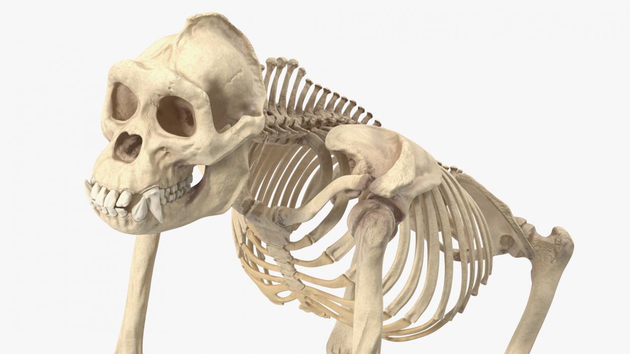 3D Gorilla Skeleton Rigged model