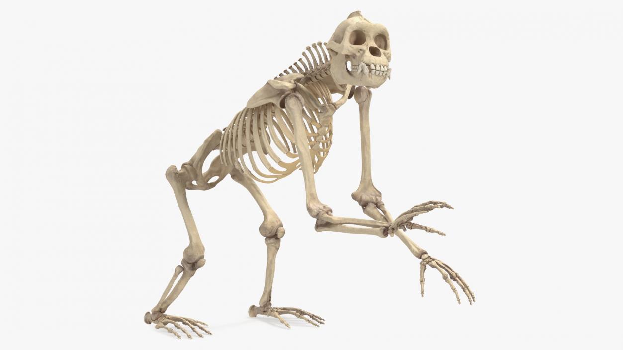 3D Gorilla Skeleton Rigged model