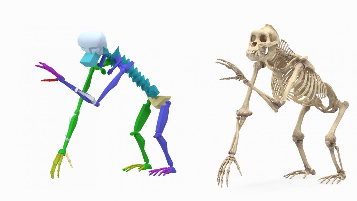 3D Gorilla Skeleton Rigged model