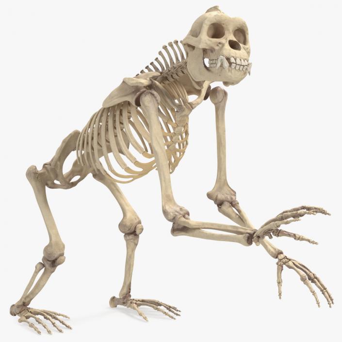 3D Gorilla Skeleton Rigged model