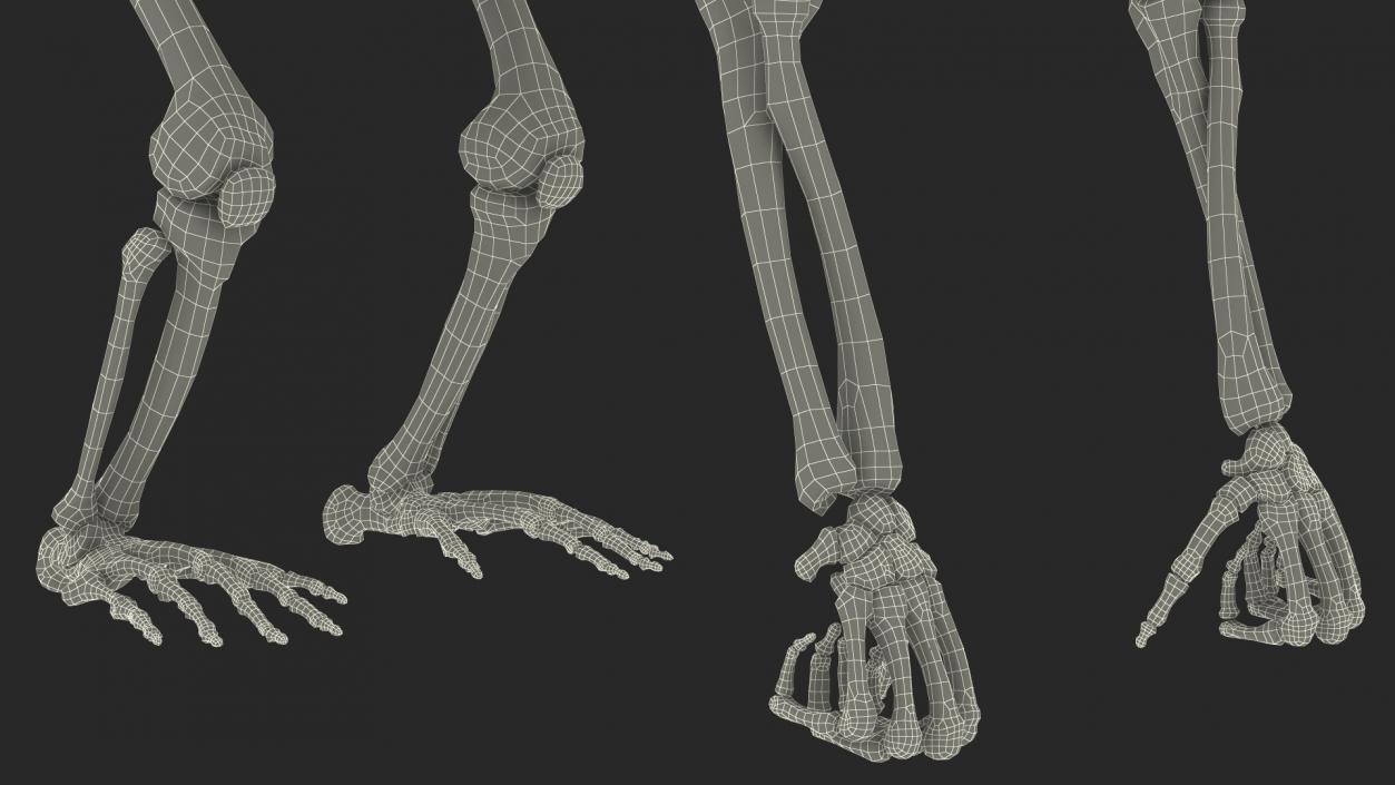 3D Gorilla Skeleton Rigged model