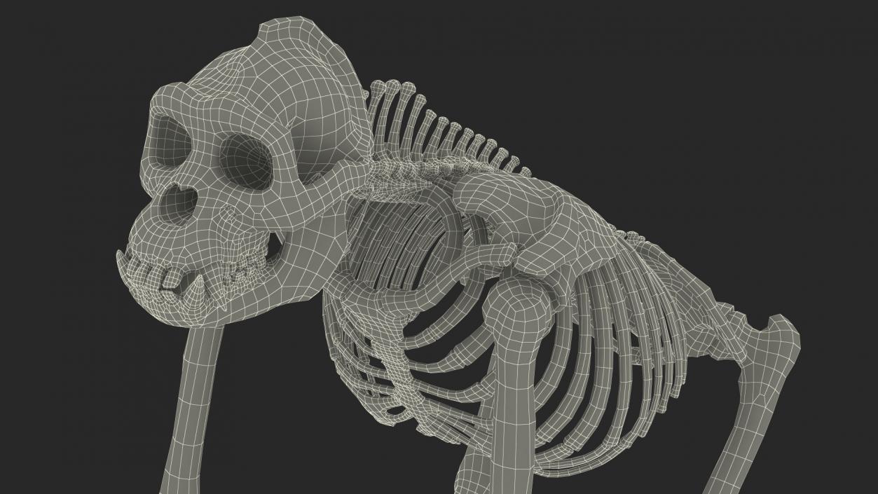 3D Gorilla Skeleton Rigged model