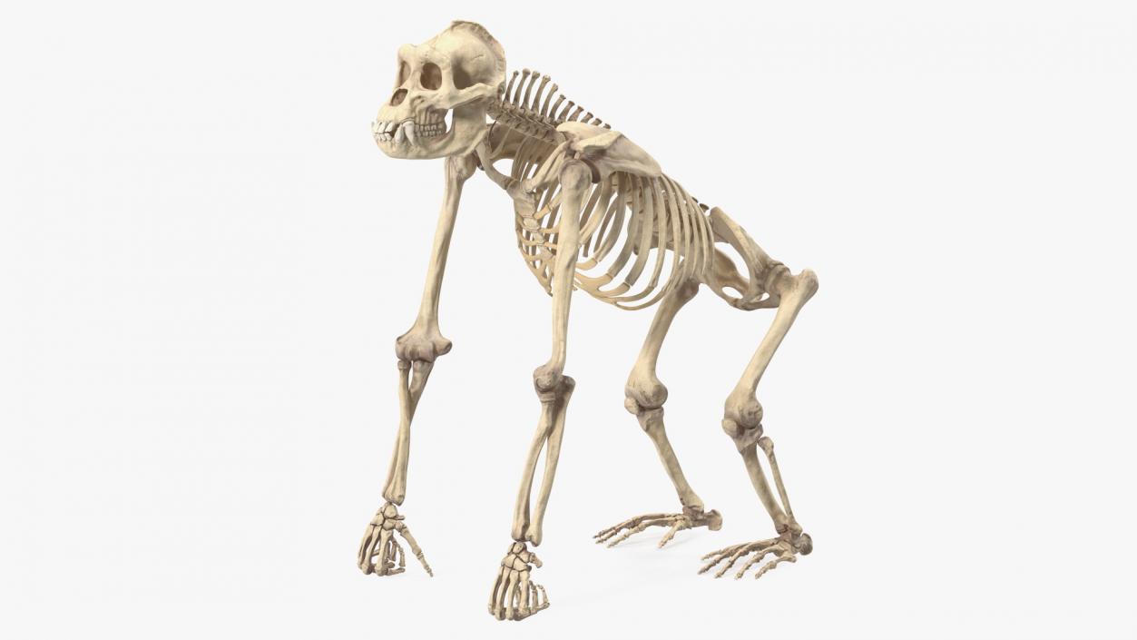 3D Gorilla Skeleton Rigged model