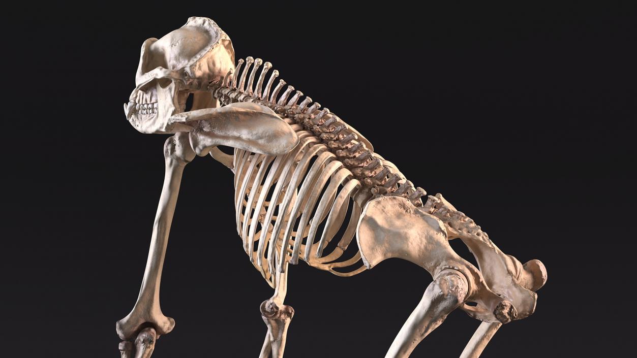 3D Gorilla Skeleton Rigged model