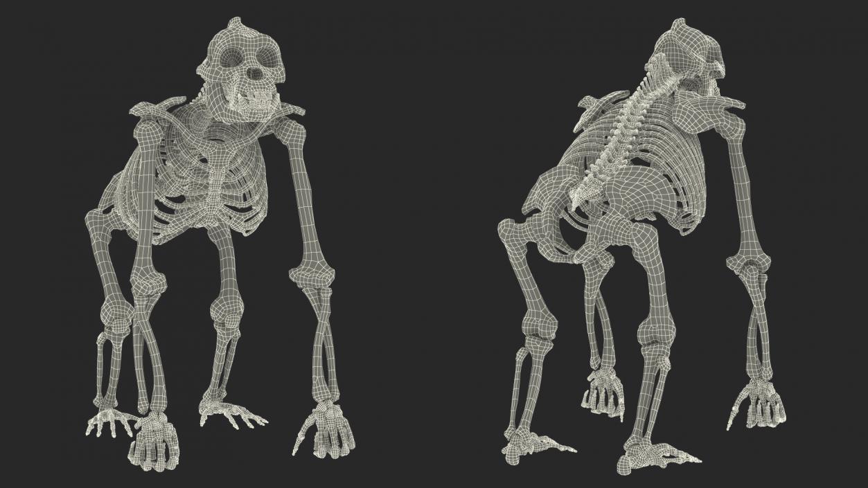 3D Gorilla Skeleton Rigged model