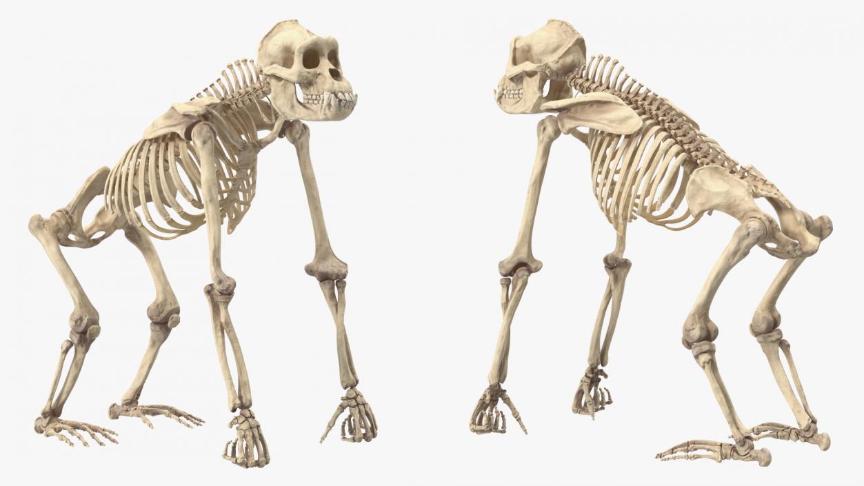 3D Gorilla Skeleton Rigged model