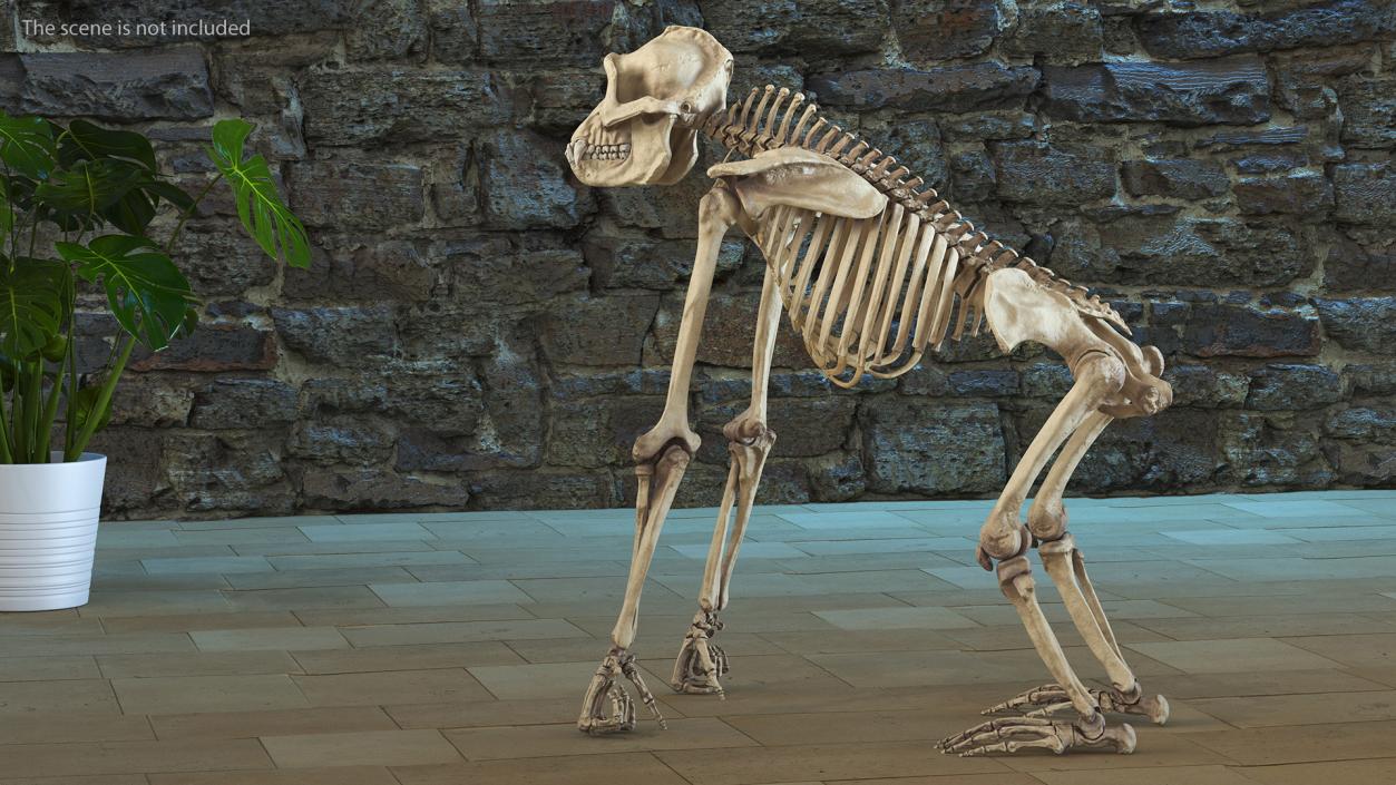 3D Gorilla Skeleton Rigged model